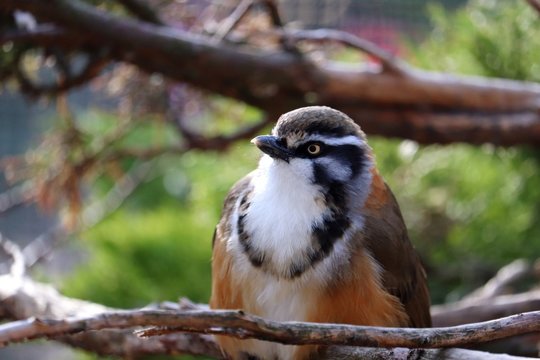 Lesser Necklaced Laughingthrush