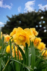 Culture de narcisses doubles. Pointe de la Torche, Finistère, Bretagne, France	