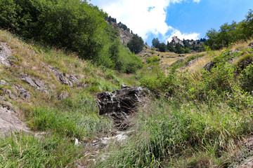Bussard am Meraner Höhenweg