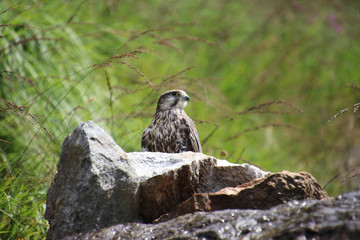 Bussard am Meraner Höhenweg