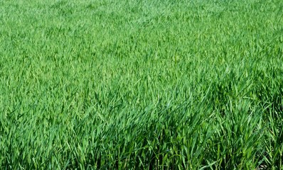 麦　青葉　緑　畑　田舎　栃木