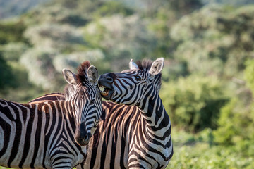 Two Zebras bonding in Welgevonden.