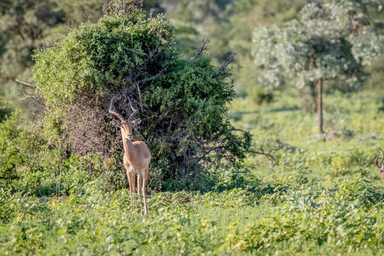 Male Impala standing in the grass.