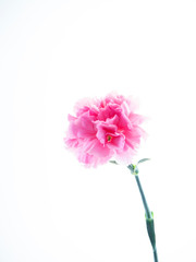 Single Pink carnations flower on white