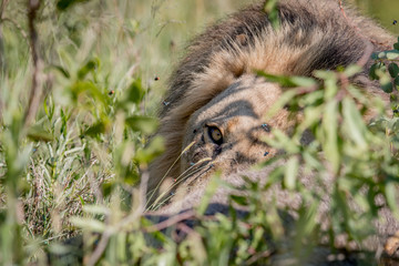 Big male Lion laying in the road.