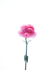 Obraz premium Single Pink carnations flower on white
