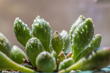 Succulent, Adromischus cooperi，succulent plants