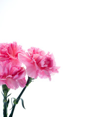 Pink carnations flower for Mother's day