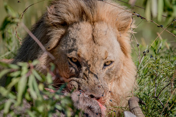 Big male Lion laying in the road.