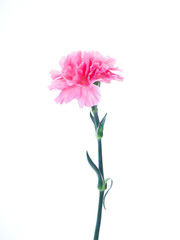 Single Pink carnations flower on white