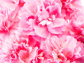 Pink carnations flower for Mother's day