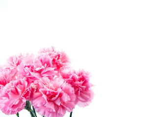 Pink carnations flower for Mother's day