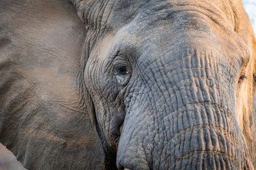 Close up of an Elephant head in the Kruger.