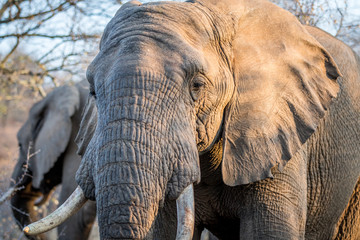 Fototapeta na wymiar Close up of an Elephant head in the Kruger.
