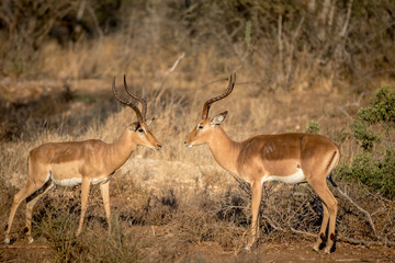 Two Impala rams facing each other.