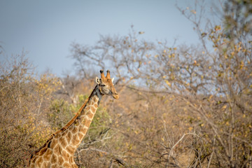 Male Giraffe sticking out in the bush.