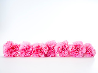 Fototapeta premium Pink carnations flower for Mother's day