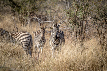 Obraz premium Zebras standing in the grass and starring.