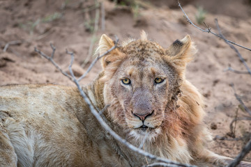 Fototapeta premium Close up of a young male Lion.