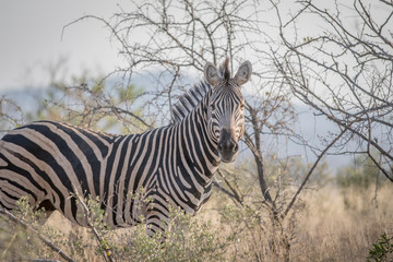 Fototapeta na wymiar Zebra standing in the grass and starring.
