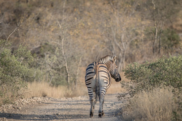 Obraz na płótnie Canvas Zebra walking away from the camera.
