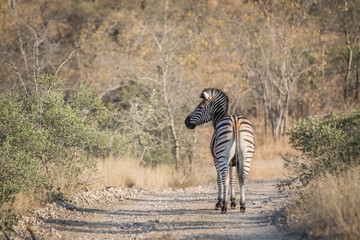 Zebra walking away from the camera.