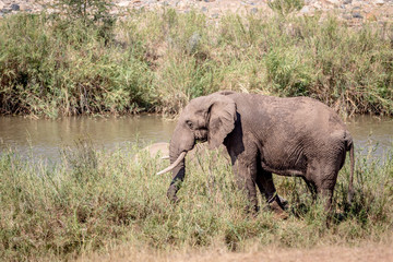 Obraz premium Elephant eating grass next to a river.