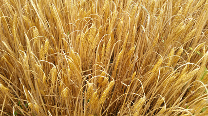 wheatfield