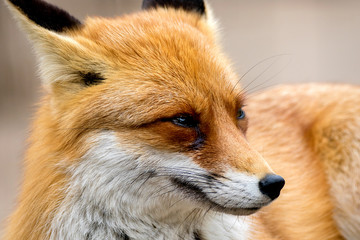  portrait of a wild animal red fox