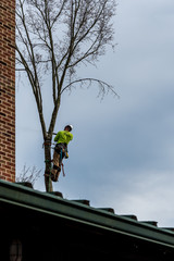 Fototapeta premium Man in tree with chainsaw