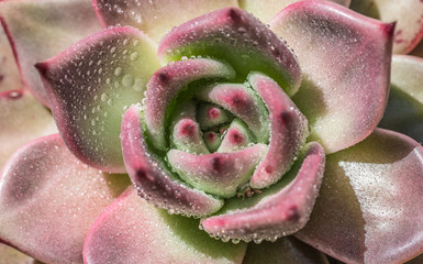 succulent plants,Echeveria lauixlindsayana