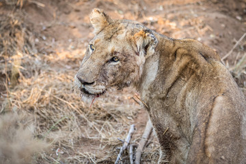 Side profile of a young male Lion.