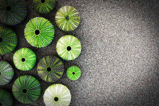 green sea urchin shells on dark sea sand background with space for text, filtered image