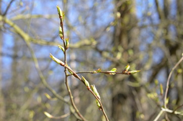 foto  Sobieniak © Szymon