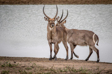 Two Big male Waterbucks standing by the water.