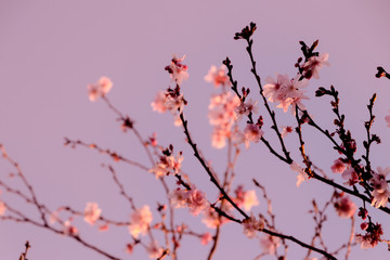 branch of cherry tree with pink flowers