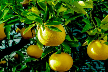 lemons on the tree