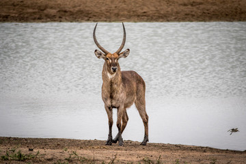 Big male Waterbuck standing by the water.