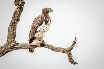 Martial eagle sitting on a branch.