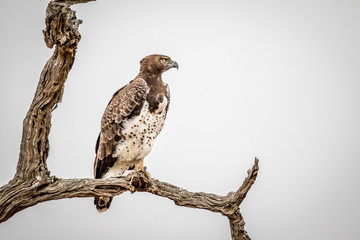 Martial eagle sitting on a branch.