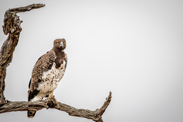 Martial eagle sitting on a branch.