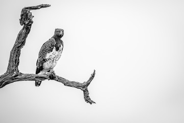 Martial eagle sitting on a branch.