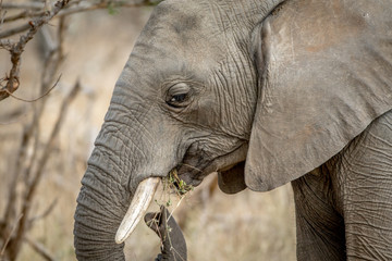 Side profile of an African elephant.