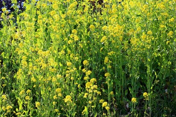 花　菜の花　渡良瀬　春　とちぎ