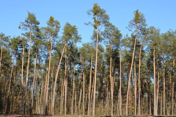 foto  Sobieniak © Szymon