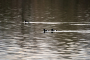 ducks swimming together