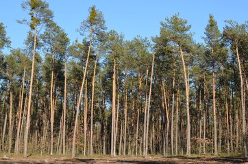 foto  Sobieniak © Szymon