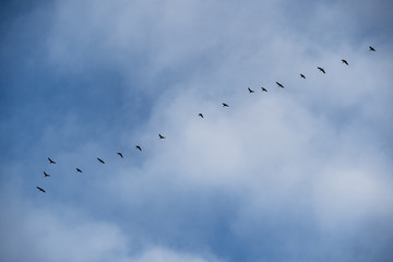 flock of flying birds in the blue sky with clouds