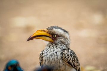 Close up of a Yellow-billed starling.