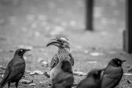 Yellow-billed hornbill and Cape starlings.